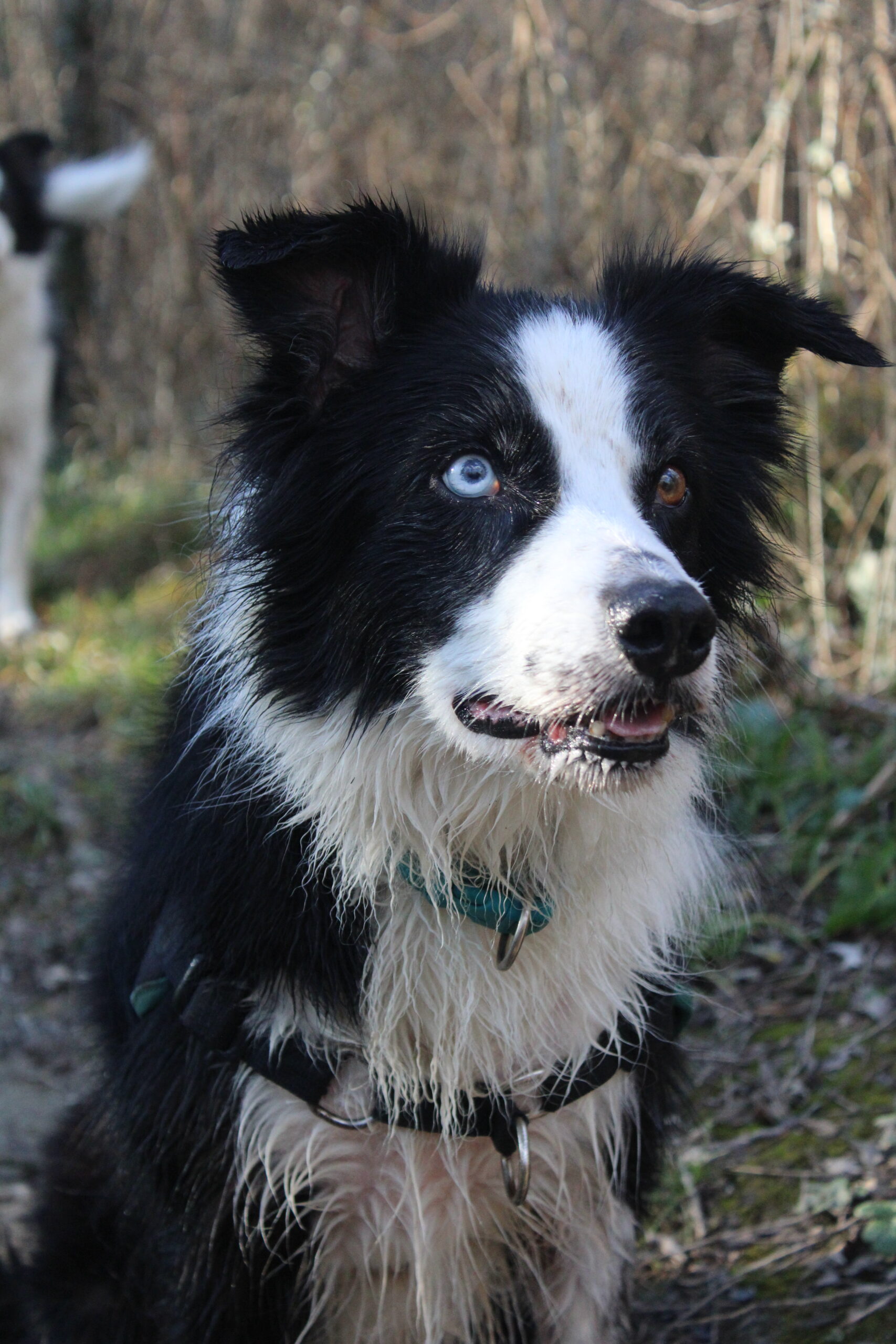 IMG_1584 Forfait 5 cours avec votre chien