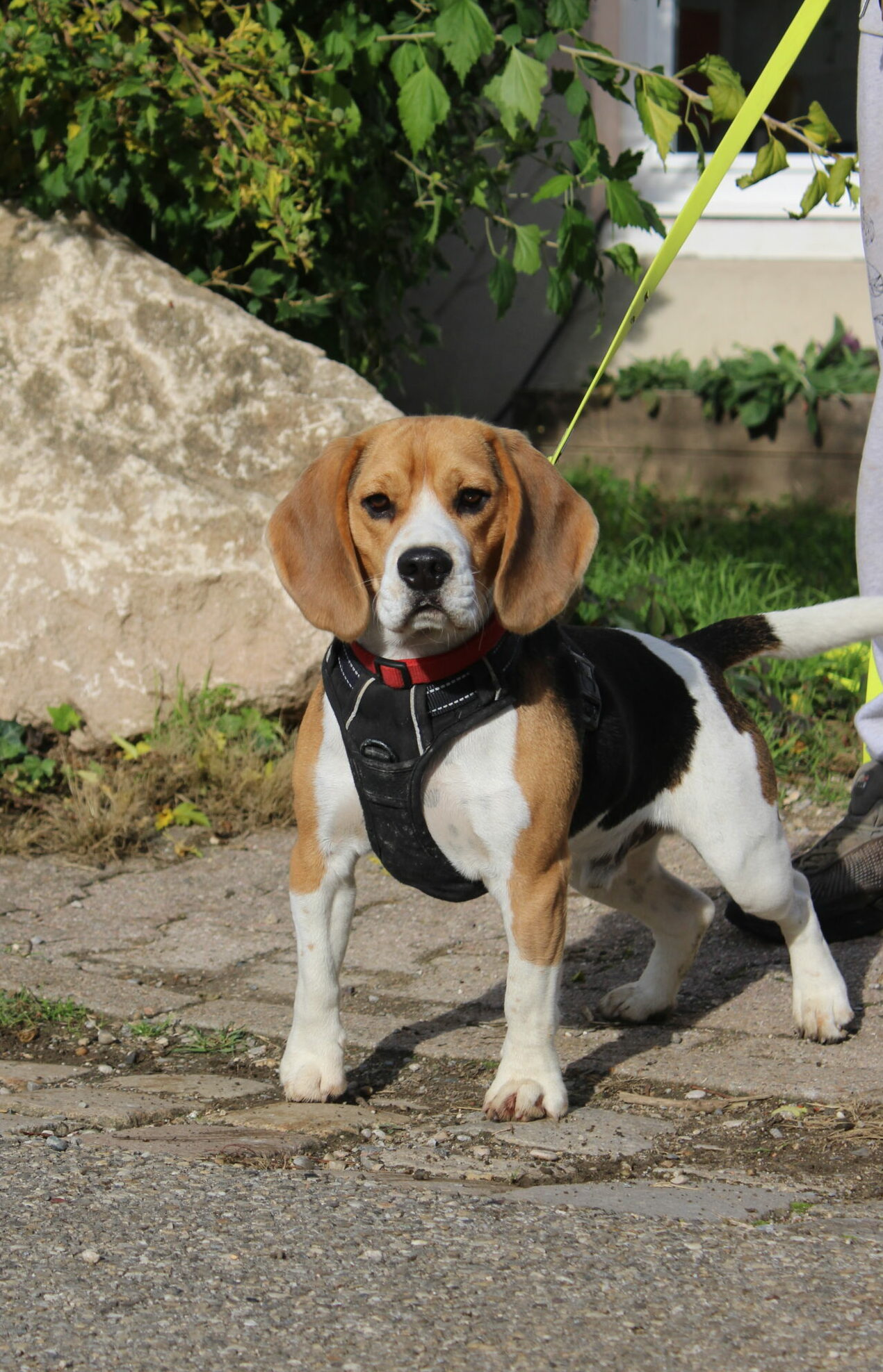 mantrailing-chien-lyon Balade collective éducative pour chiens à Lyon - Socialisation M&Educ