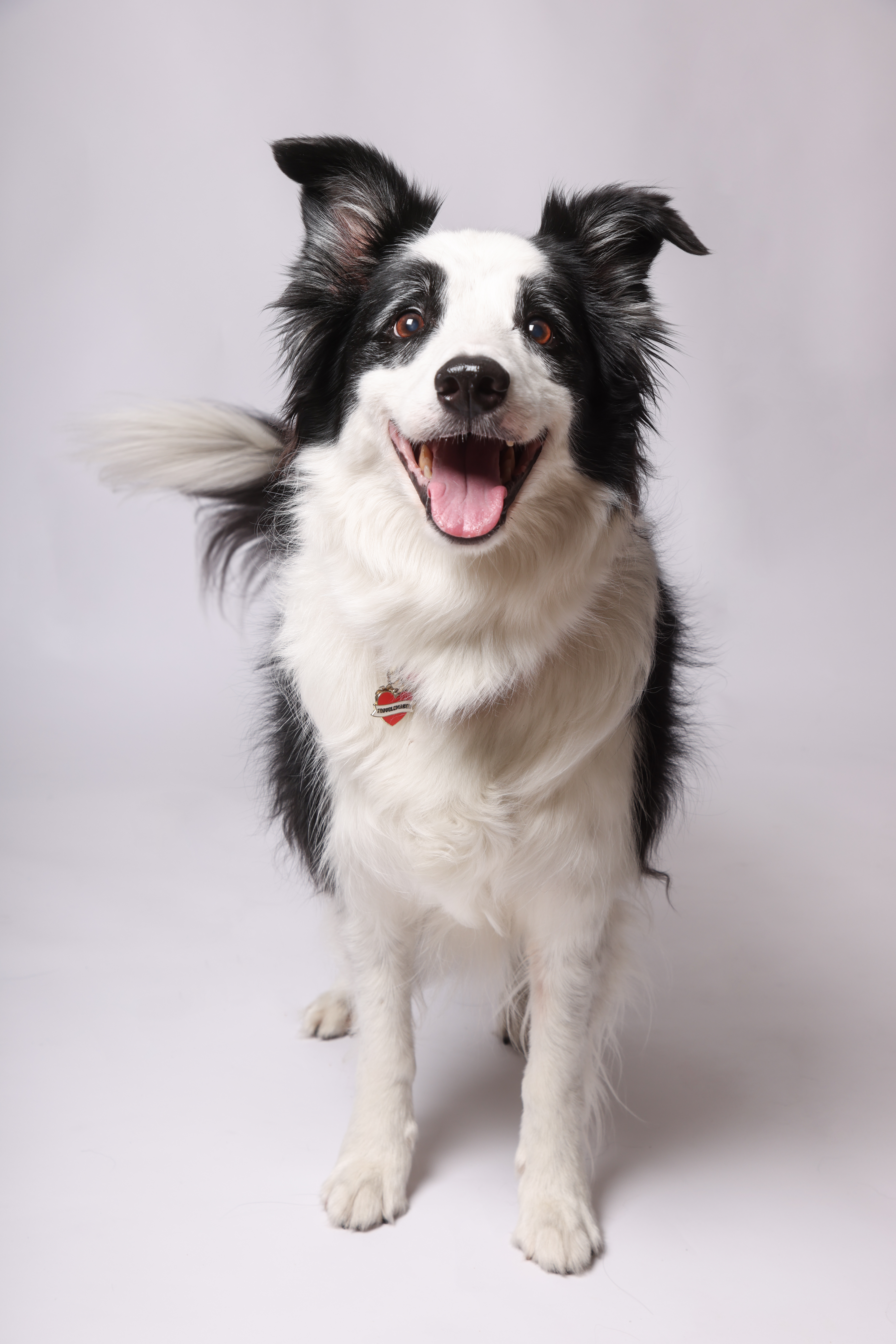1A9A3931 Mystik, chien régulateur et partenaire d'éducation canine chez M&Educ Lyon