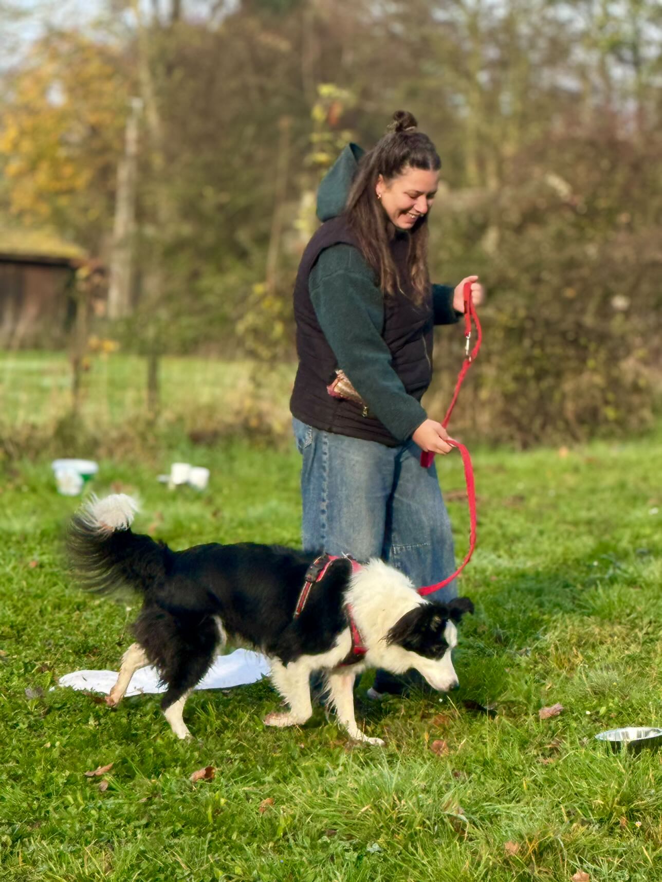 educatricecanin Éducatrice comportementaliste Lyon et Border Collie en séance de travail - M&Educ